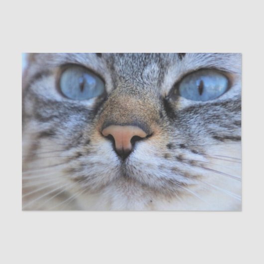 Grijze kat tissuepapier (Voorkant)