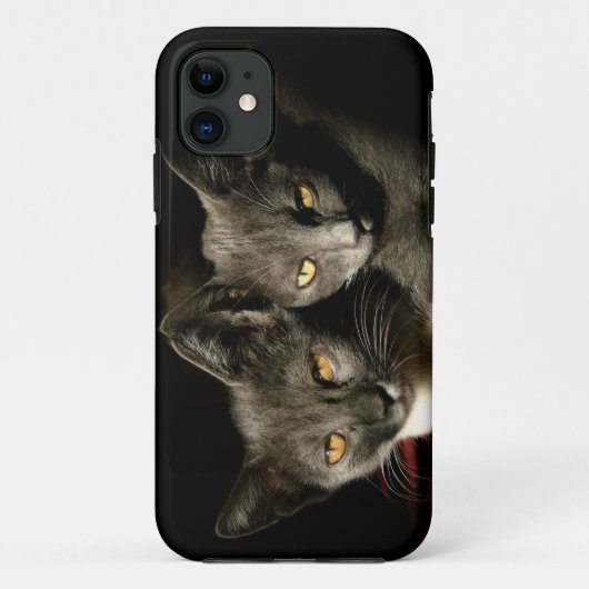 Grijze Katten Foto iPhone SE + iPhone 5/5S Hoesje (Achterkant)