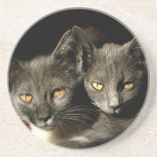 Grijze katten Foto Onderzetter