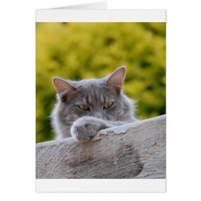 Grijze katten Paw (Voorkant)