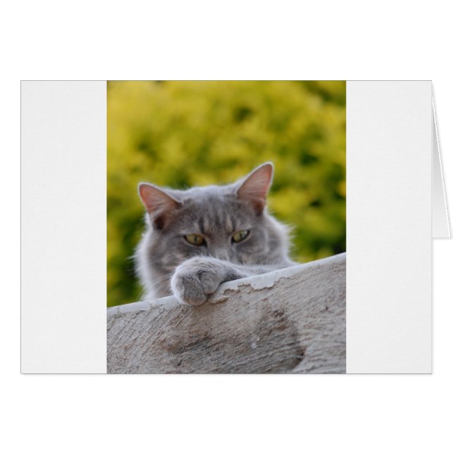 Grijze katten Paw (Voorkant Horizontaal)