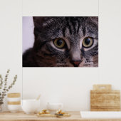 Grijze Kitten Face 2 Poster (Keuken)