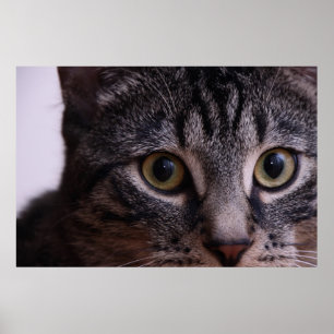 Grijze Kitten Face 2 Poster