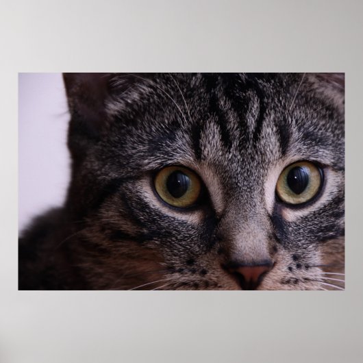 Grijze Kitten Face 2 Poster (Voorkant)