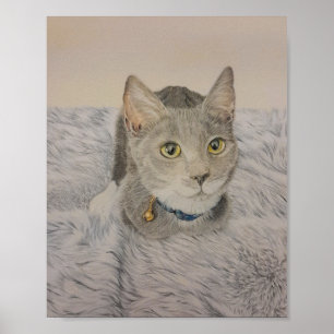 Grijze kittenposter poster