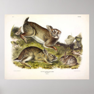 Grijze konijn / oostelijk katoenstaart van Audubon Poster