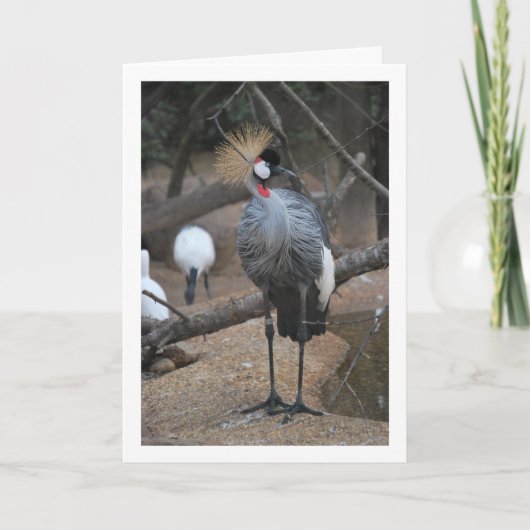 Grijze Kroonkraan Afrikaanse Vogel Kaart (Voorkant)