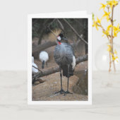 Grijze Kroonkraan Afrikaanse Vogel Kaart (Gele Bloem)