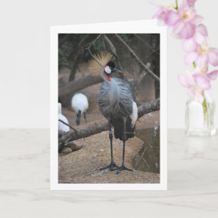 Grijze Kroonkraan Afrikaanse Vogel Kaart
