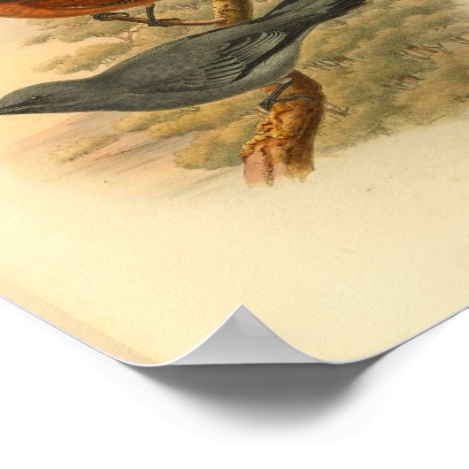 Grijze luchtkap  afdrukken poster (Hoek)