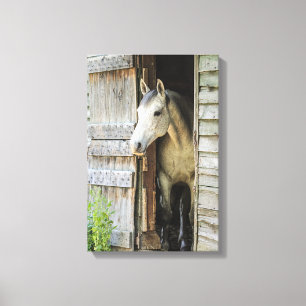 Grijze Mare Horse & Barn Rustic Canvas Afdrukken