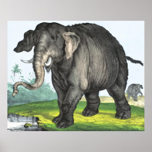 Grijze olifant poster