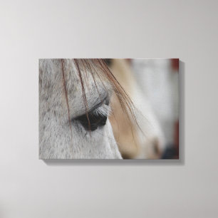 Grijze paardenkop Uitzicht Canvas Afdruk