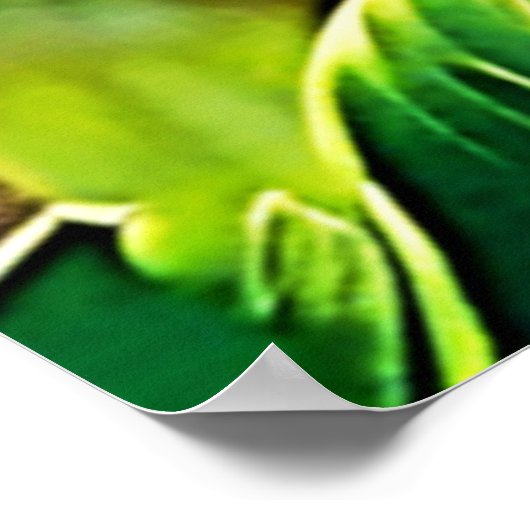 grijze papegaaibaars poster (Hoek)