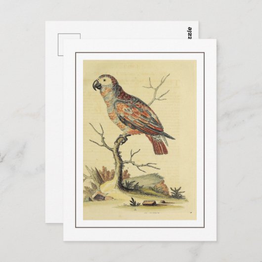 grijze papegaaivogel briefkaart (Voorkant / Achterkant)