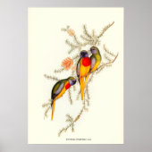 Grijze parkiet,  illustraties poster (Voorkant)