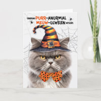 Grijze Perzische Kat PURRanormaal MIAUwen
