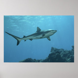 Grijze Reefshark bij koraalrif van Yap Island   Poster