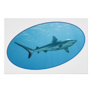 Grijze Reefshark, Yap Island - Fotografisch ontwer Perfect Poster