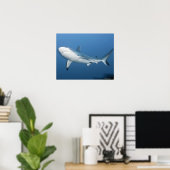 Grijze rifhaai (Carcharhinus amblyrhynchos) Poster (Thuiskantoor)