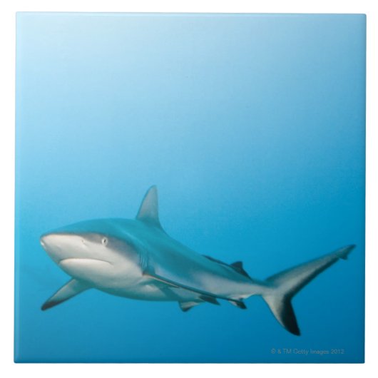 Grijze rifhaaien (Carcharhinus amblyrhnchos) Tegeltje (Voorkant)