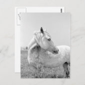 Grijze schilfers op pasta briefkaart (Voorkant / Achterkant)