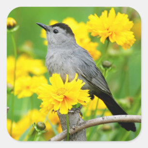Grijze spotvogel op houten hek vierkante sticker