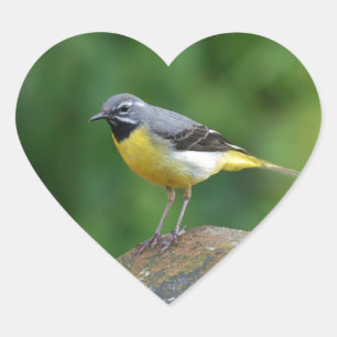 Grijze staart - vogel hart sticker