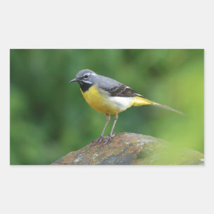 Grijze staart - vogel rechthoekige sticker