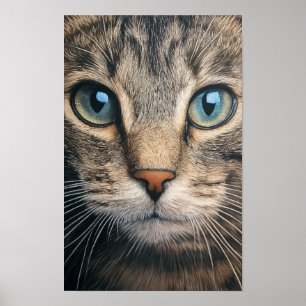 Grijze tabby kat close-up poster