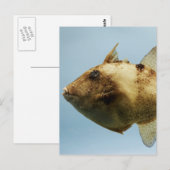 Grijze triggervis briefkaart (Voorkant / Achterkant)