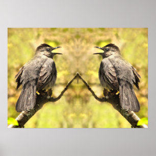 Grijze vogels zingen hun zong Poster