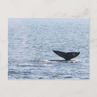 Grijze walvis briefkaart