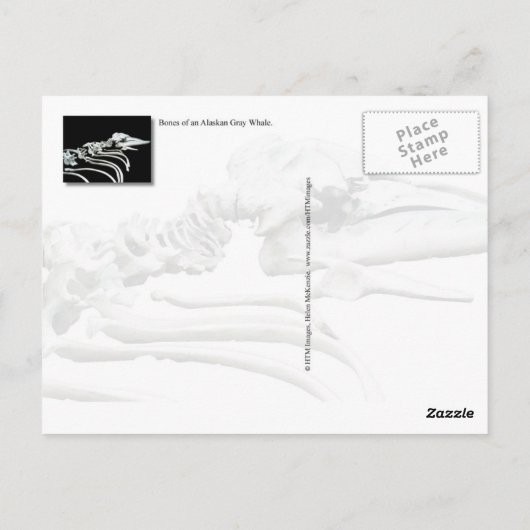 Grijze walvis Fossil Briefkaart (Achterkant)