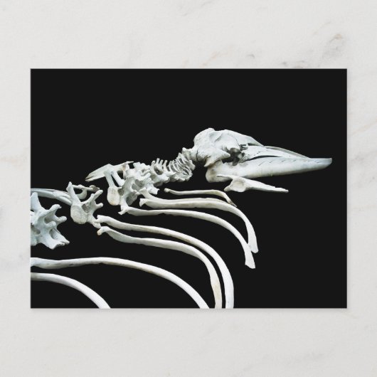 Grijze walvis Fossil Briefkaart (Voorkant)