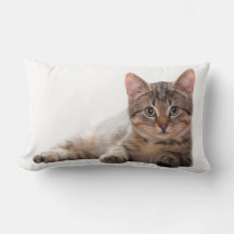 Grijze witte kat knuffel dier 