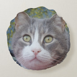 Grijze witte kat rondreg rond kussen