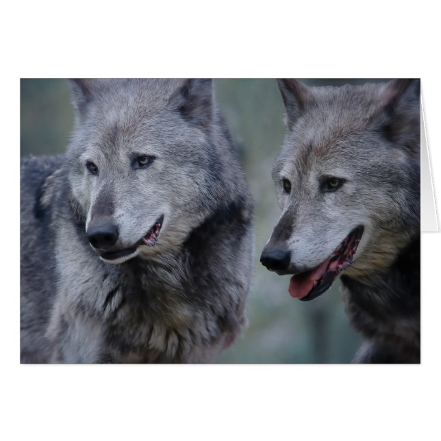 Grijze wolf (Voorkant Horizontaal)