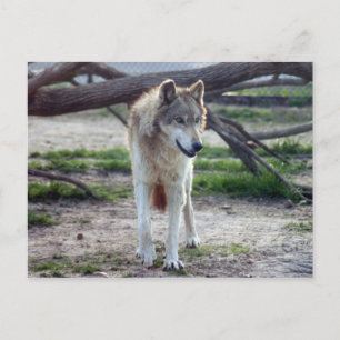 grijze wolf-13 briefkaart