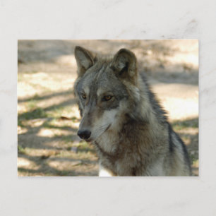 grijze wolf-21 briefkaart