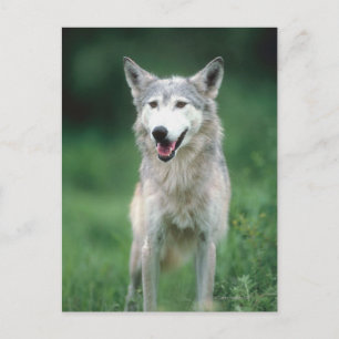 Grijze wolf 2 briefkaart