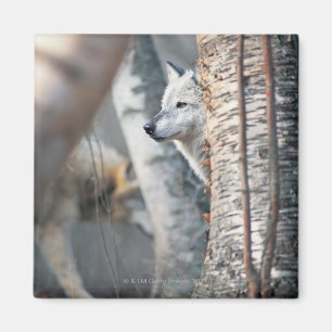 Grijze wolf achter de boom magneet