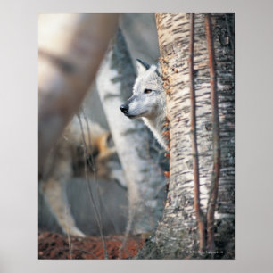 Grijze wolf achter de boom poster
