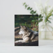 Grijze wolf briefkaart (Staand voorkant)