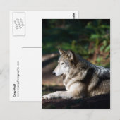 Grijze wolf briefkaart (Voorkant / Achterkant)