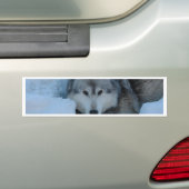 Grijze wolf bumpersticker (Op auto)