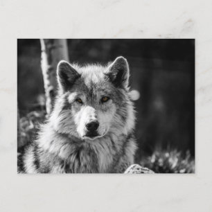 Grijze Wolf buste in zwart en wit Briefkaart