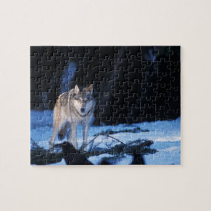 grijze wolf, Canis lupus, aan de voet van het gebe Legpuzzel