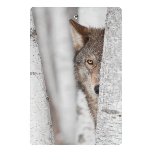 Grijze Wolf (Canis lupus) achter de boom Mini Klembord (Achterkant)