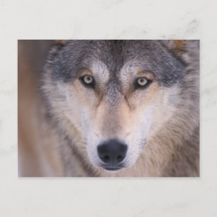 grijze wolf, Canis lupus, close-up van de ogen Briefkaart
